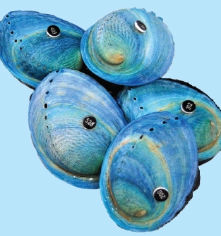 Paua family individuals with spring tags.