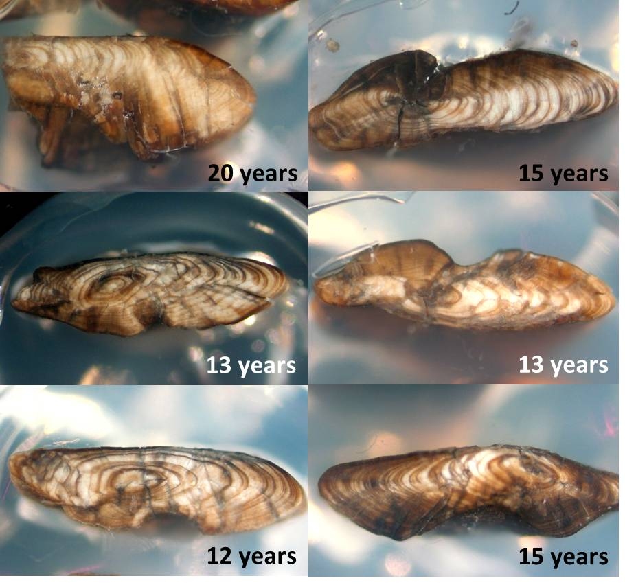 Shortfin eel otoliths NIWA