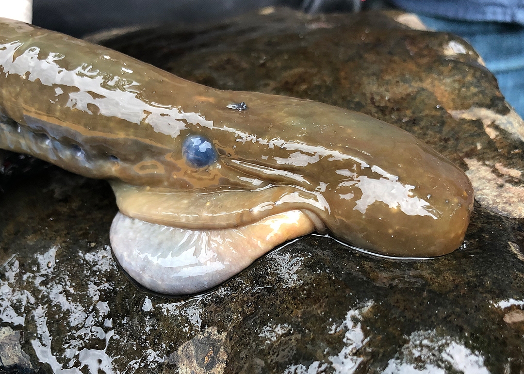 Spawning males develop a gular pouch.